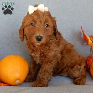 Maple, Mini Goldendoodle Puppy